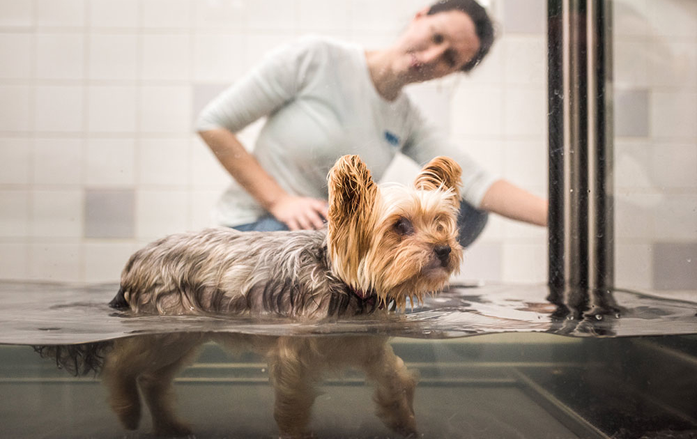 dierfysiotherapie behandeling aquatraining hydrotherapie hond-Fysiotherapie en hydrotherapie centrum voor dieren