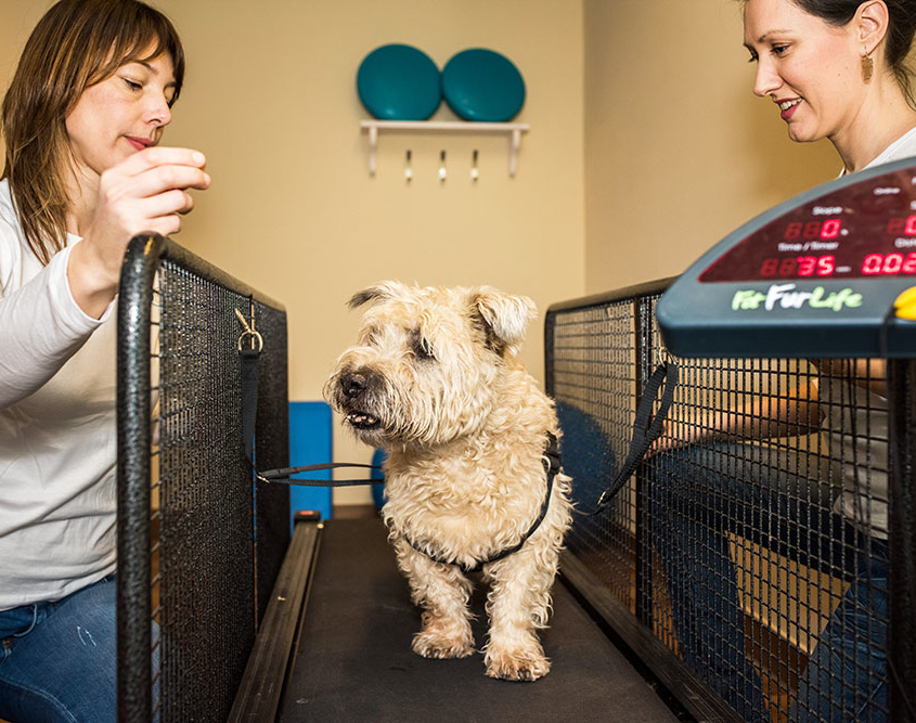 dierfysiotherapie behandeling loopbandtraining hond