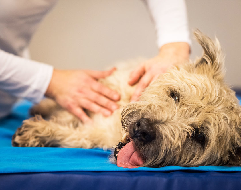 dierfysiotherapie behandeling - massagetherapie hond