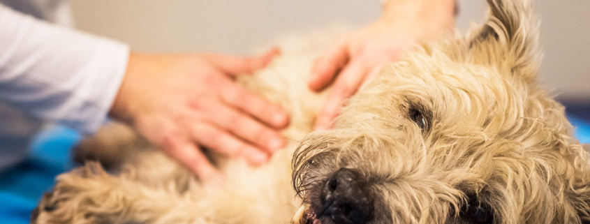cursus-amsterdam-hondenmassage-fysiotherapie-honden