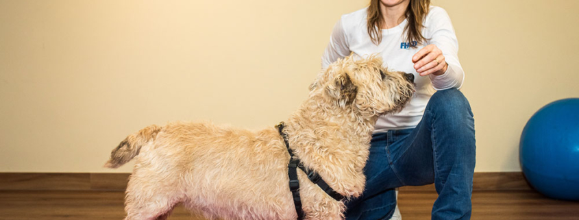 oefentherapie-honden-groepstraining-fhcd