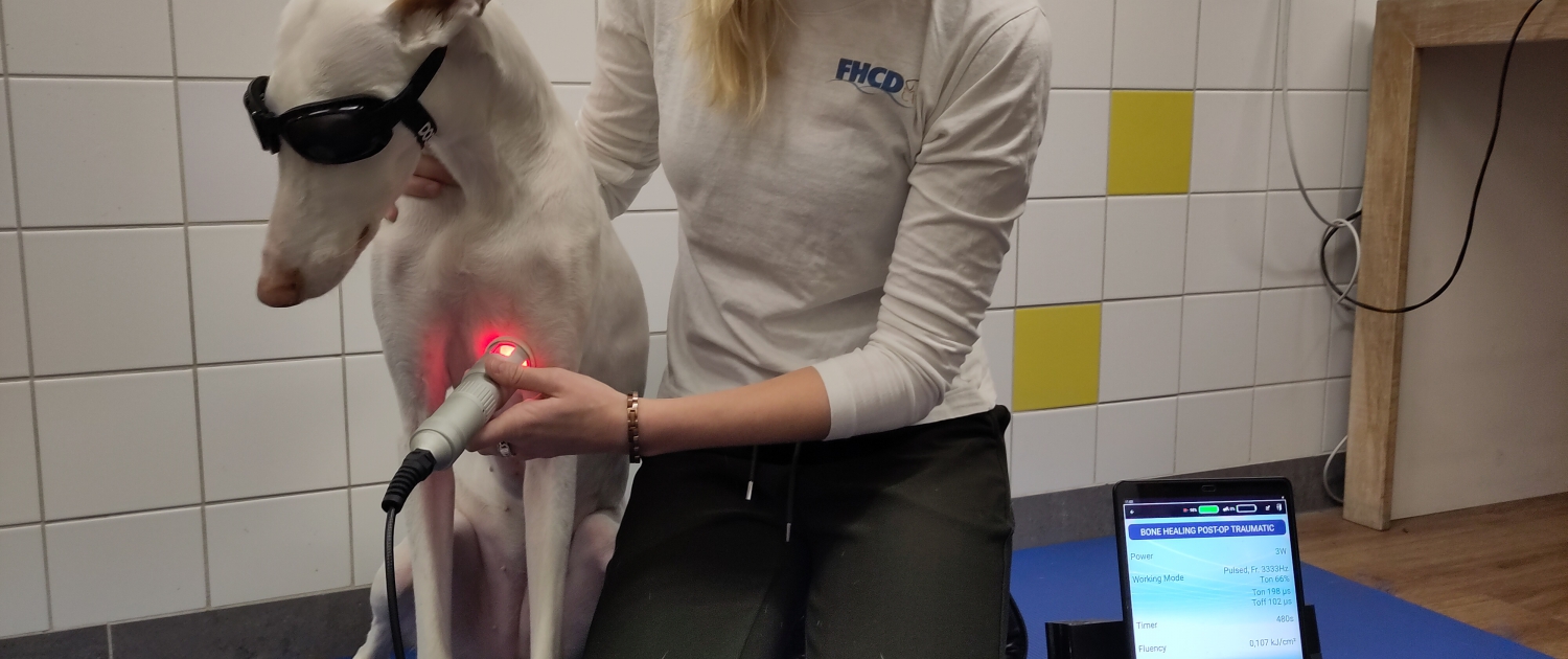 evenement-lasertherapie-honden-fhcd